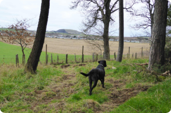 Dogs enjoying the woodland walk