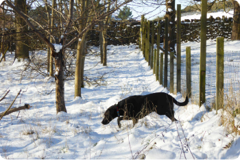 The secure woodland fence